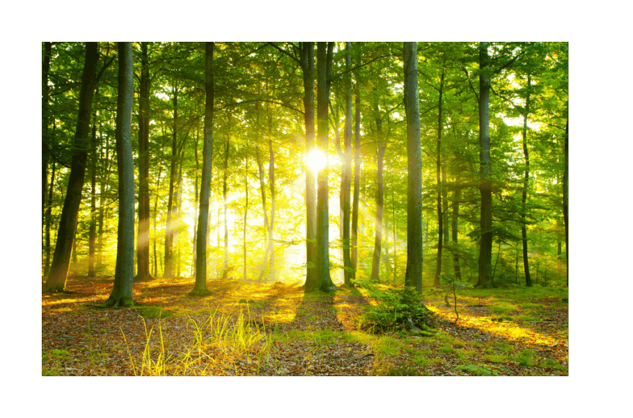 seelensignatur-waldlichtung.png Sonnenlicht in einer Waldlichtung - Symbol für mehr Klarheit